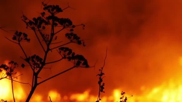 A bushfire burning orange and red — Stock Video