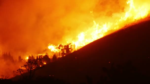 Turuncu yanan bir orman yangını — Stok video