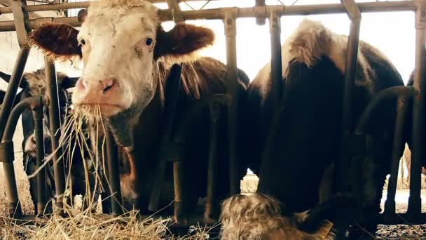 Kor som äter hö — Stockvideo