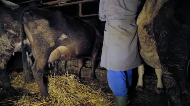 Vacas en la máquina de ordeño en la granja: agricultor, queso, leche — Vídeos de Stock