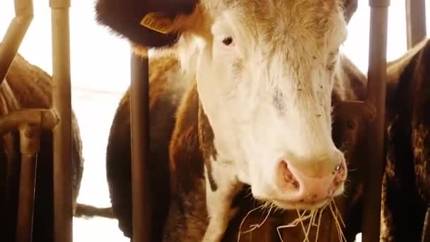 Cow eating hay — Stock Video