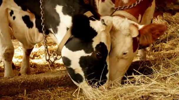 Cows eating hay — Stock Video