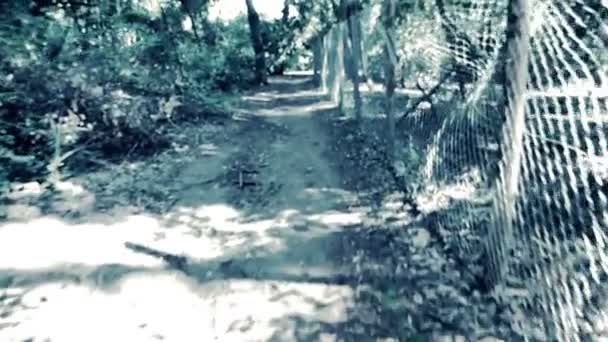 sentier dans les bois