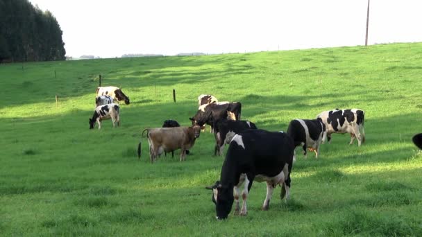 Молочный скот на поле — стоковое видео
