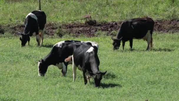 フィールドでの乳用牛 — ストック動画