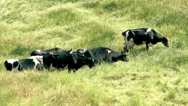 Mjölkkor på fältet — Stockvideo