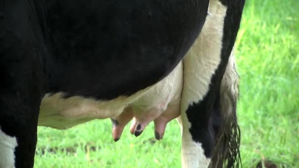 Ubre de ganado lechero Imágenes de stock libres de derechos