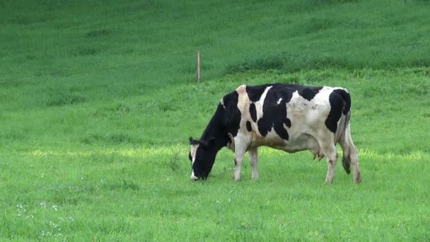 Ganado lechero en el campo — Vídeo de stock