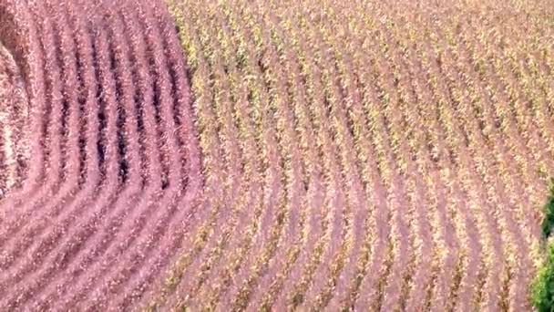 Maisfeld-Plantage auf Bauernhof — Stockvideo