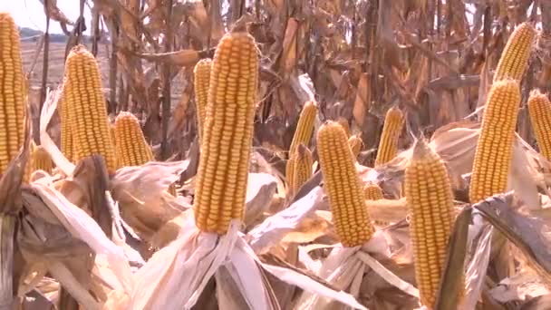 Corn cobs at the cornfield — Stock Video