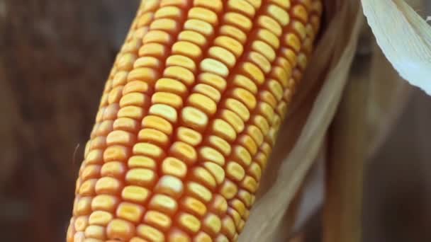 Corn cobs on cornfield — Stock Video