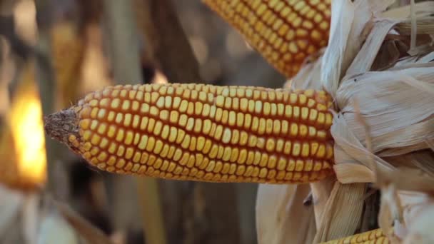 Mazorcas de maíz en maizal Video de stock