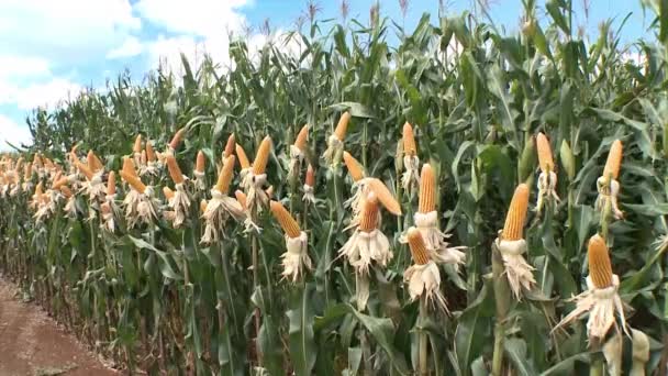 Corn cobs on cornfield — Stock Video