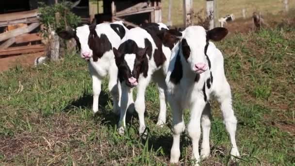 Bovins de boucherie au champ — Video