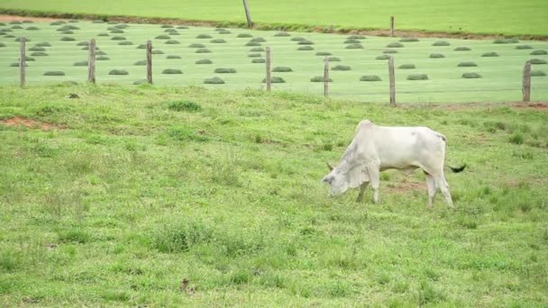 Ganado en el campo verde Imágenes de stock libres de derechos