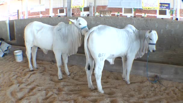 Cattle show exhibition — Stock Video