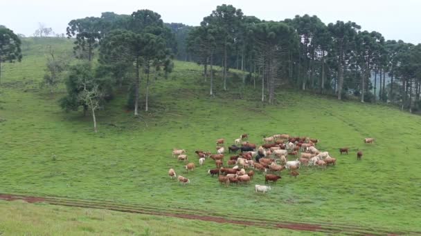 Bovinos no campo verde — Vídeo de Stock