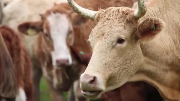 Rinder auf der grünen Wiese — Stockvideo