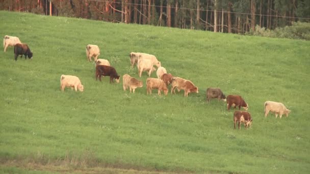 Bovins au champ vert — Video