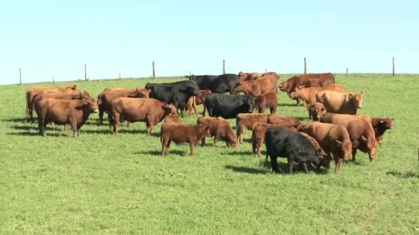 Rinder auf der grünen Wiese — Stockvideo