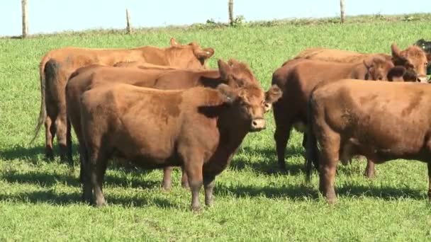 Vee op het groene veld — Stockvideo