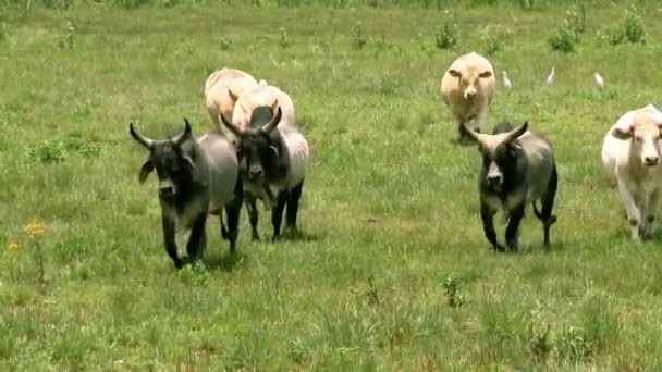 Rinder auf der grünen Wiese — Stockvideo