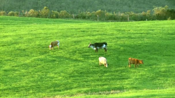 Rinder auf der grünen Wiese — Stockvideo