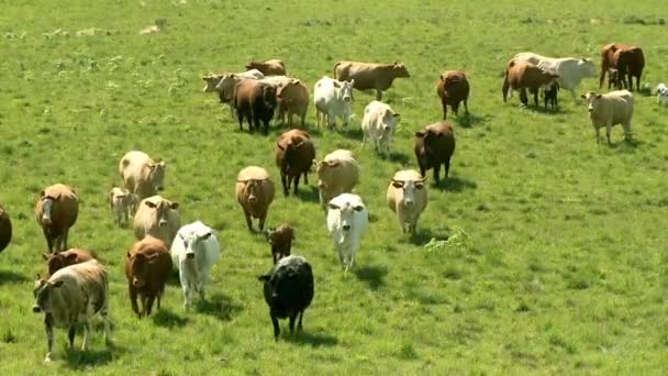 牛在绿色的田野 — 图库视频影像