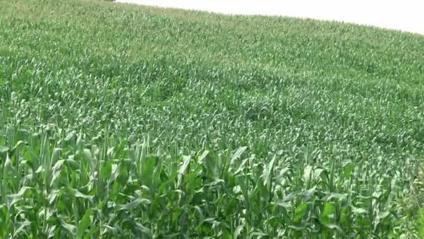 Green cornfield plantation — Stock Video