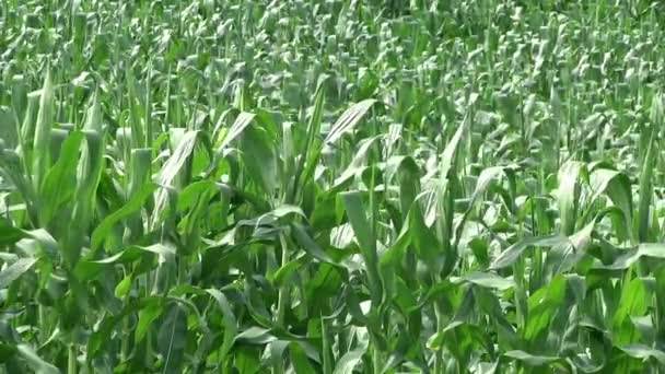 Groene cornfield plantage — Stockvideo