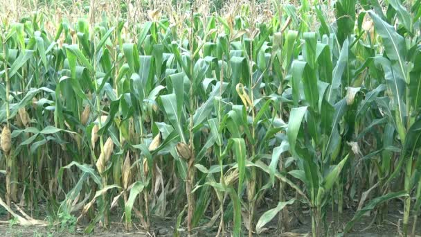 Plantação de milho verde — Vídeo de Stock