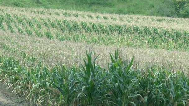 Plantation de champ de maïs vert — Video