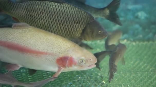 Vissen in het aquarium — Stockvideo