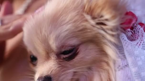 Donna che accarezza Chihuahua — Video Stock