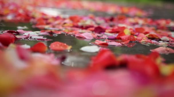 Blütenblätter auf dem Boden nach dem Regen — Stockvideo