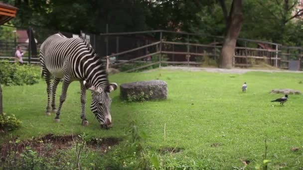 Zèbre dans le zoo Animal — Video