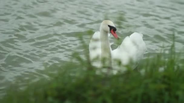 Mooie witte zwaan in het meer — Stockvideo