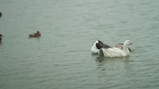 Eend en haar kuikens op het meer — Stockvideo