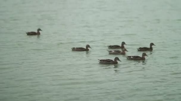 Качка і її каченята на озері — стокове відео