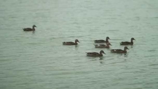 Eend en haar kuikens op het meer — Stockvideo