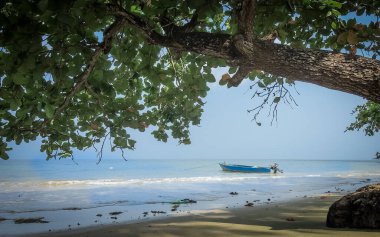 Afrika sahilinin ağaçlı ve palmiyeli panoramik manzarası
