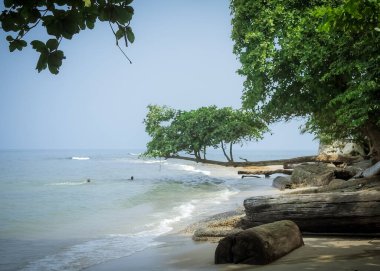 Afrika sahilinin ağaçlı ve palmiyeli panoramik manzarası