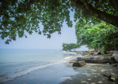 Afrika sahilinin ağaçlı ve palmiyeli panoramik manzarası