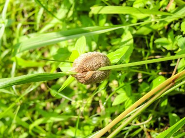 Bir dala yumurtlayan