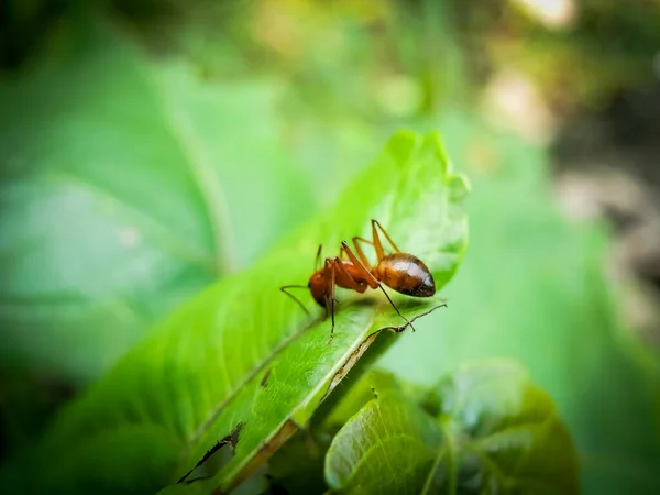 Yeşil Yapraklı Kırmızı Karınca — Stok fotoğraf