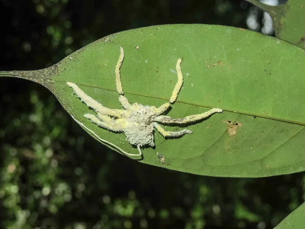 Weiße Spinne Auf Einem Grünen Blatt — Stockfoto