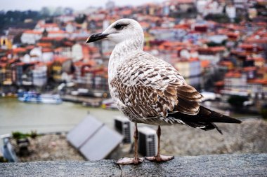 Porto şehrinin panoramisi