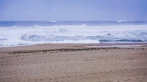 Spiaggia Piena Uccelli Colore Scuro Appollaiati Terra Una Giornata Fredda — Foto Stock
