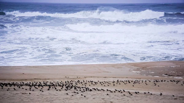 Пляж Полный Темных Птиц Сидящих Земле Холодный Облачный День — стоковое фото
