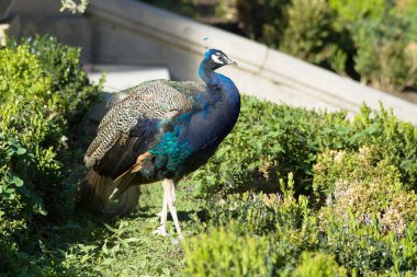 emeklilik parkta peacock